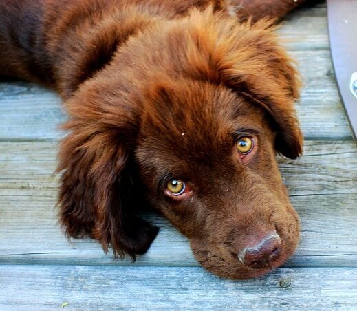 Can the Dog Whisperer stop my son’s negative behavior? Part 1