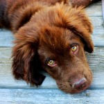 use dog training tactics on your children